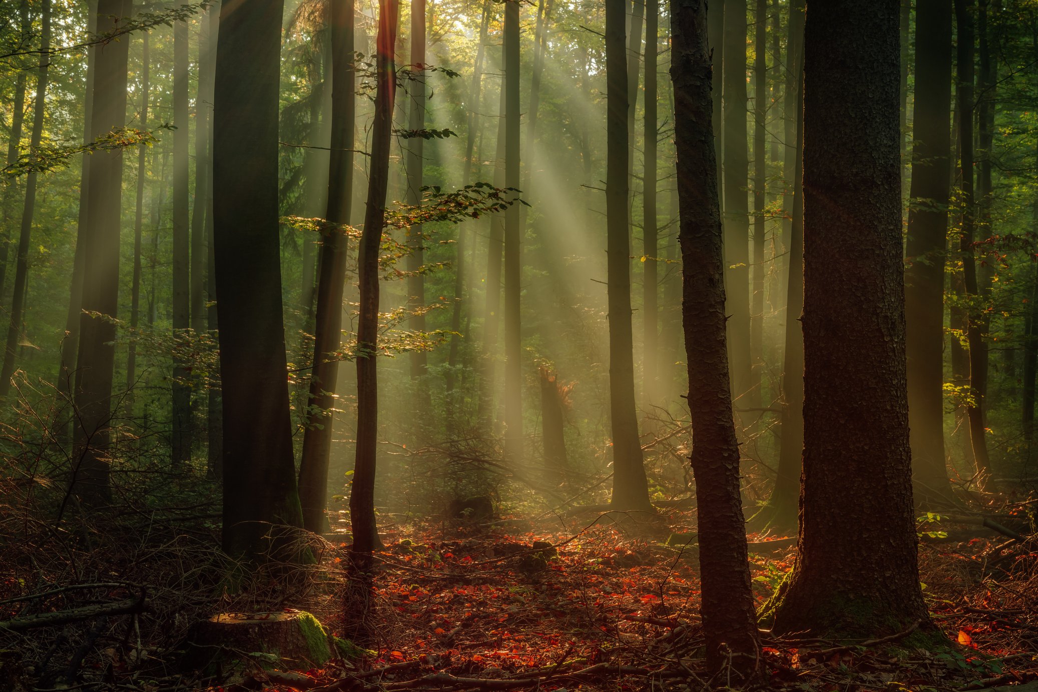 Enchanted Autumn Forrest